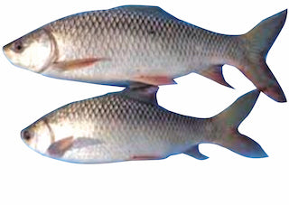Fro. Rohu fish 800 up  40 lbs