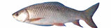 Fro RoHu Fish.  3 kg up.  44.1 lbs