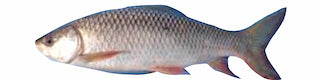 Fro RoHu Fish.  3 kg up.  44.1 lbs
