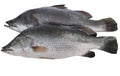Fro Sea Perch *Barramundi * Ca chem *  40 lbs