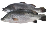 Fro Sea Perch *Barramundi * Ca chem *  40 lbs